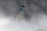 European-shag-Noorwegen-13-2312-900px European-shag-Noorwegen-13-2312-900px
