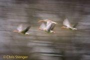 Grauwe gans - Graylag goose - Anser anser
