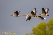 Grauwe gans - Graylag goose - Anser anser