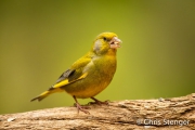 Groenling - Greenfinch -  Chloris chloris