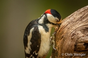 Grote bonte specht - Great spotted woodpecker - Dendrocopos major