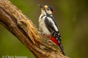 Grote bonte specht - Great spotted woodpecker - Dendrocopos major