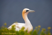 Jan van Gent - Gannet - Sula bassana