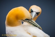 Jan van Gent - Gannet - Sula bassana