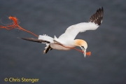 Jan van Gent - Gannet - Sula bassana