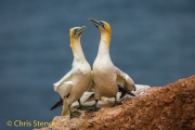 Jan van Gent - Gannet - Sula bassana