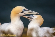 Jan van Gent - Gannet - Sula bassana
