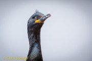 Kuifaalscholver - Phalacrocorax aristotelis