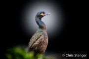 Kuifaalscholver - European Shag - Phalacrocorax aristotelis