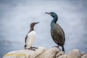 Kuifaalscholver - European Shag - Phalacrocorax aristotelis