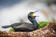 Kuifaalscholver - European Shag - Phalacrocorax aristotelis