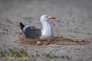 Kleine Mantelmeeuw - Lesser Black-backed Gull - Larus fuscus