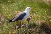 Kleine Mantelmeeuw - Lesser Black-backed Gull - Larus fuscus