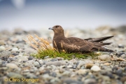 Middelste Jager - Pomarine Skua - Stercorarius pomarinus