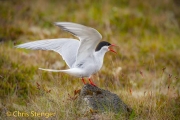 Noordse stern - Arctic Tern - Sterna paradisea