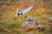 Noordse stern - Arctic Tern