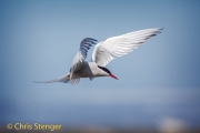 Noordse stern - Arctic Tern - Sterna paradisea