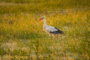 Ooievaar - White Stork - Ciconia ciconia