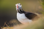 Papegaaiduiker - Atlantic Puffin - Fratercula arctica