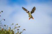 Papegaaiduiker - Atlantic Puffin - Fratercula arctica