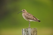 Wulp - Curlew - Numenius arquata