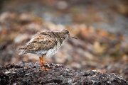 Tureluur - Common Redshank - Tringa totanus
