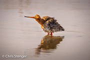 Tureluur - Common redshank - Tringa totanus Tureluur - Common redshank - Tringa totanus