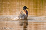 Wilde eend - Mallard - Anas platyrhynchos
