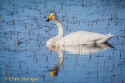 Wilde zwaan - Whooper Swan - Cygnus cygnus