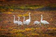 Wilde zwaan - Whooper Swan - Cygnus cygnus