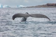 Diving Humpback Whale (Megaptera novaeangliae) in Disko Bay