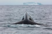 Diving Humpback Whale (Megaptera novaeangliae) in Disko Bay
