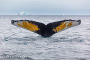 Diving Humpback Whale (Megaptera novaeangliae)
