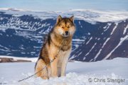 Sled dog Sled dog