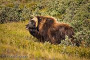 Muskoxen, Kangerlussuaq Muskoxen, Kangerlussuaq