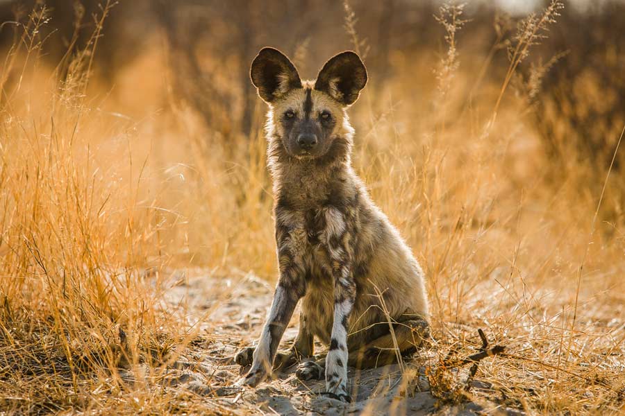 Afrikaanse wilde hond - African Wild Dog - Lycaon pictus