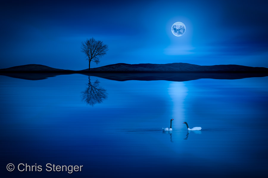 Zwarthals zwanen in maanlicht - Black-necked swans in moonlight