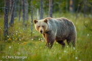 Bruine beer - Brown bear - Ursus arctos