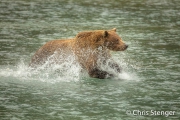 Bruine beer - Brown bear