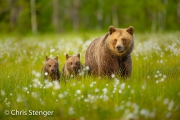 Bruine beer - Brown bear - Ursus arctos