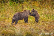 Bruine beer - Brown bear - Ursus arctos