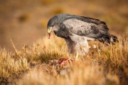 Chiliarend - Black-chested Buzzard-eagle - Geranoaetus melanoleucus