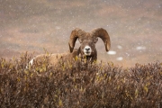 Dikhoornschaap  -Bighornsheep - Ovis Canadensis
