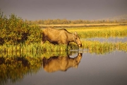 Eland - Moose
