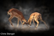 Fighting Impala's