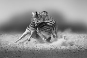 Fighting-Zebras Namibia