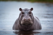 Nijlpaard - Hippopotamus