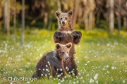 Bruine beer - Brown bear