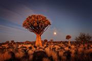 Kokerboom - Quiver Tree