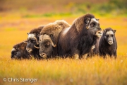 Muskusossen - Musk oxen